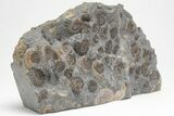Ammonite (Promicroceras) Cluster - Marston Magna, England #207735-1